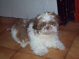 Este es mi perro Bethoven,es como un angel que ha aparecido en nuestras vidas,solo hace un mes y 18 dias que lo tenemos pero ya le adoramos y no podriamos vivir sin él. Este es mi perro Bethoven,es como un angel que ha aparecido en nuestras vidas,solo hace un mes y 18 dias que lo tenemos pero ya le adoramos y no podriamos vivir sin él.